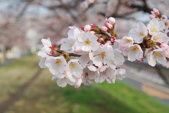 犬と散歩と桜_c0099133_100515.jpg