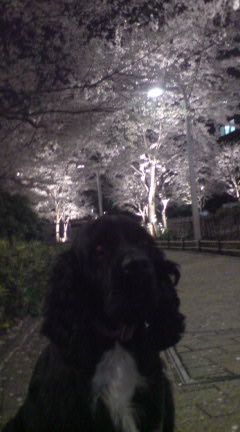 犬と散歩と桜_c0099133_1051460.jpg