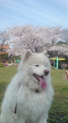 犬と散歩と桜_c0099133_109479.jpg