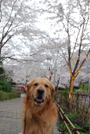 犬と散歩と桜_c0099133_9494784.jpg