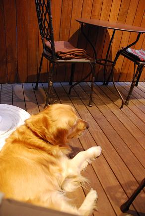 犬と散歩と桜_c0099133_9501411.jpg