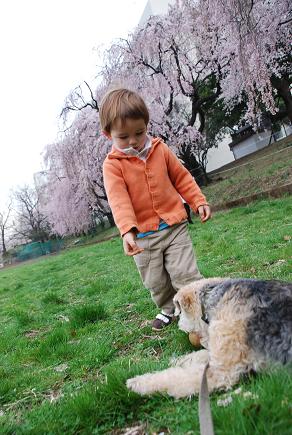 犬と散歩と桜_c0099133_9503132.jpg