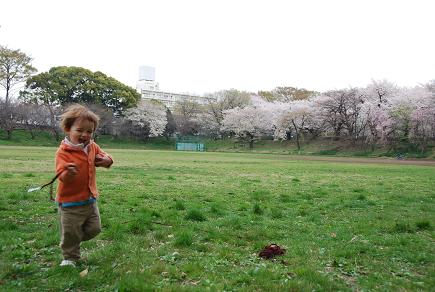 犬と散歩と桜_c0099133_9504059.jpg