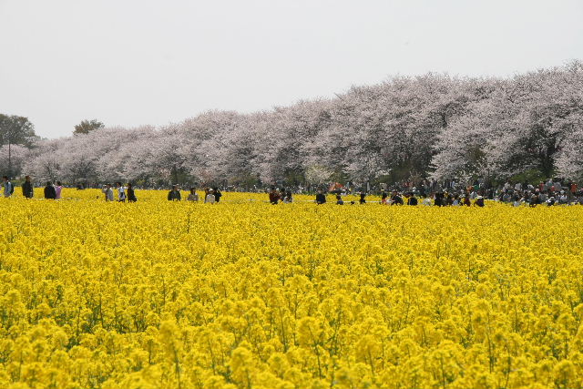 権現堂の桜 2008_e0064133_0403886.jpg