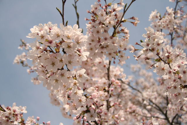 権現堂の桜 2008_e0064133_0414274.jpg