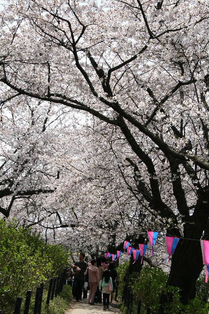 権現堂の桜 2008_e0064133_0415152.jpg