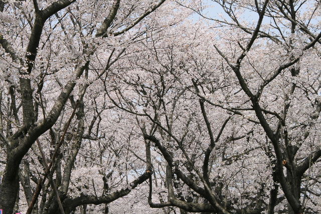 権現堂の桜 2008_e0064133_042031.jpg