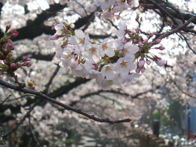 3月26日（水）　桜。_f0045433_1142477.jpg