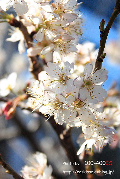 《花》　桜（支那実桜）　18-55mm（植物振興センター）_c0080036_0594944.jpg