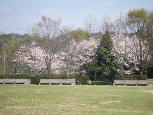 桜につつまれて_a0054240_2241834.jpg