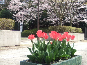 桜につつまれて_a0054240_2254530.jpg