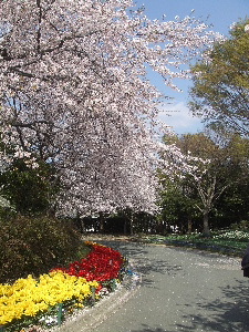 桜につつまれて_a0054240_2255969.jpg