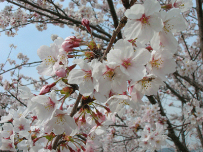 f0007540_15595536.gif