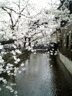 京都桜紀行　その８_b0060042_0211132.jpg