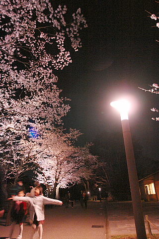 兼六園と金沢城公園の夜桜なのですっ。_a0019545_23261660.jpg