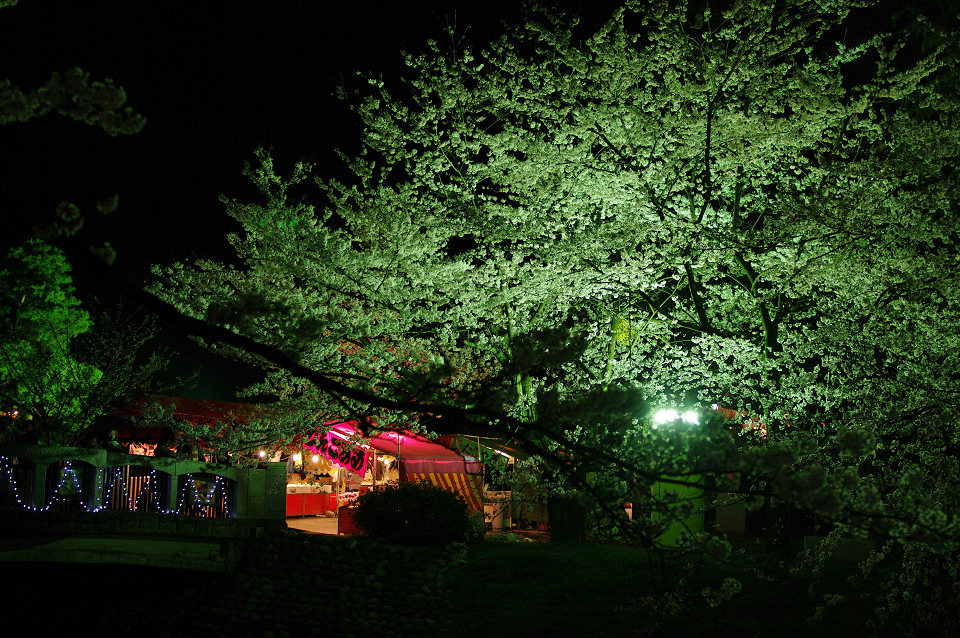 桜_d0098645_22513381.jpg