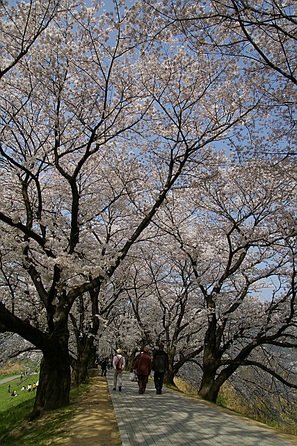 背割り桜_f0094045_13373779.jpg