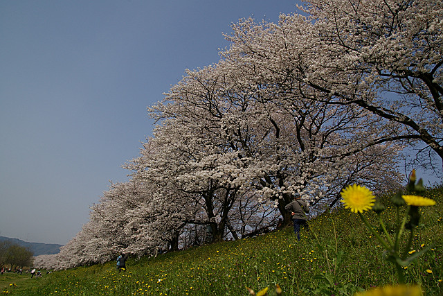 背割り桜_f0094045_14274423.jpg