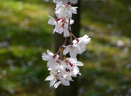 醍醐寺霊宝館の桜_c0057946_19646.jpg