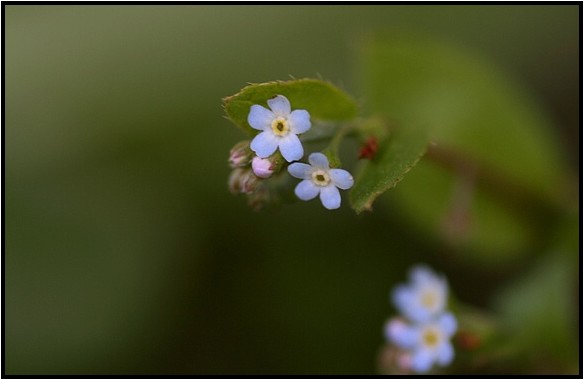 キュウリグサとハナイバナ 野草風薫