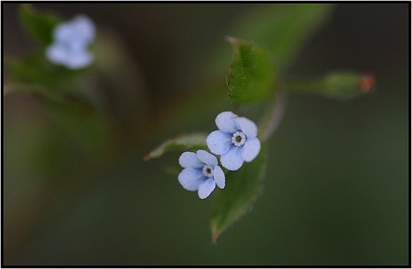 キュウリグサとハナイバナ 野草風薫