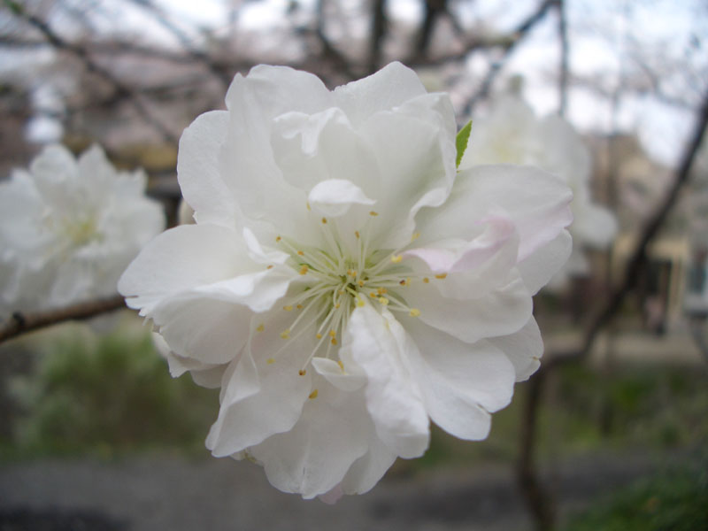 桜は散り、桃が・・・_a0088848_20433273.jpg