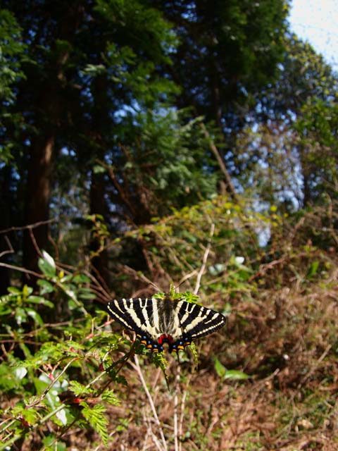 ２００８年４月６日　山梨県へ遠征１_b0107948_22524184.jpg