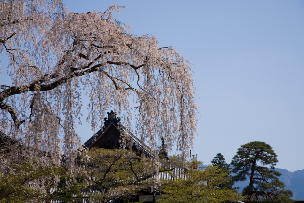 身延山久遠寺２_c0115948_21245918.jpg