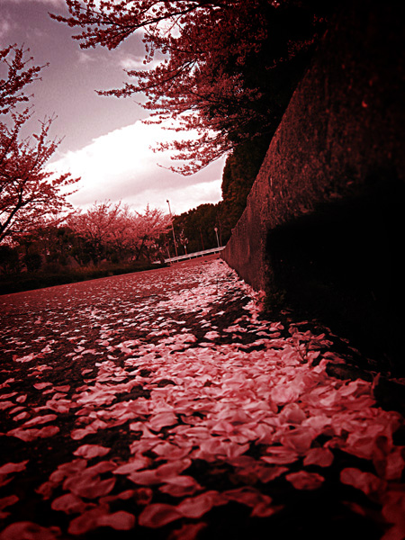 春＋カメラ＝桜 ver.2008_d0110849_23202166.jpg