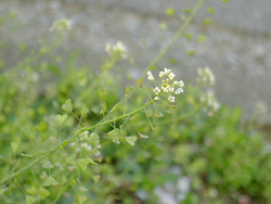 d0037951_18235.jpg