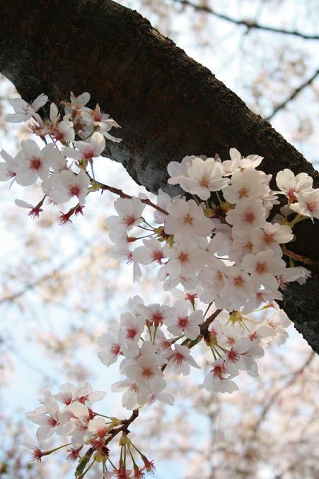 桜の木の下で_e0141953_18333621.jpg