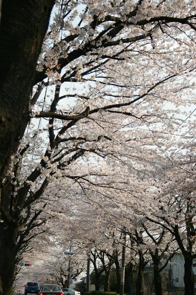 桜の木の下で_e0141953_19515032.jpg