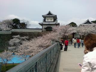 金沢兼六園  桜_e0133656_1214513.jpg