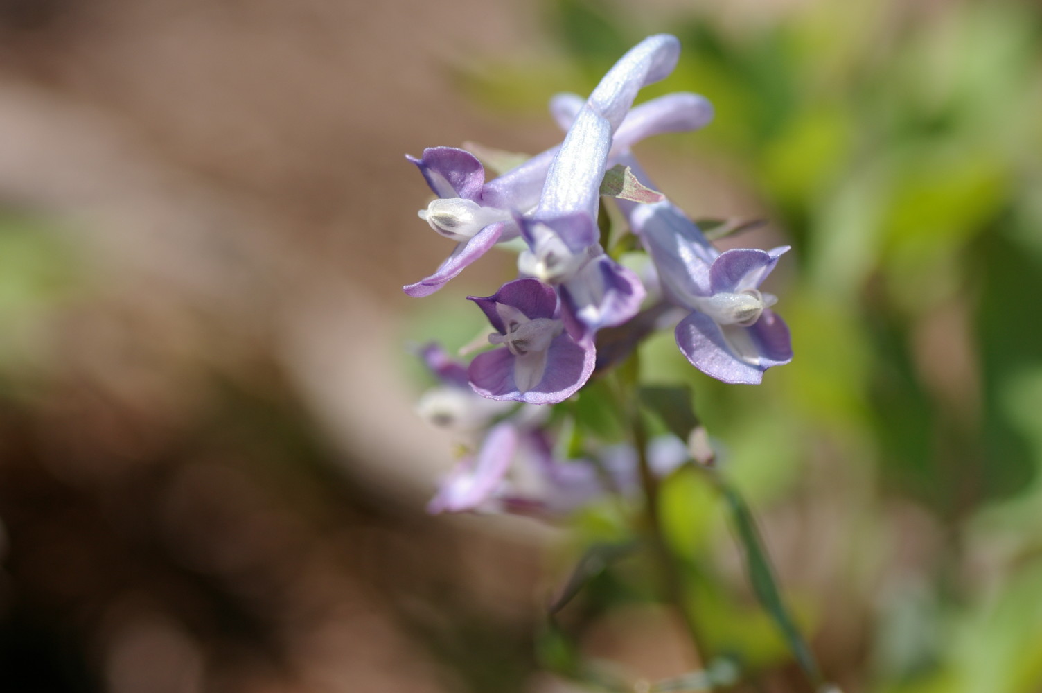 春の花　その１_d0077758_21353183.jpg