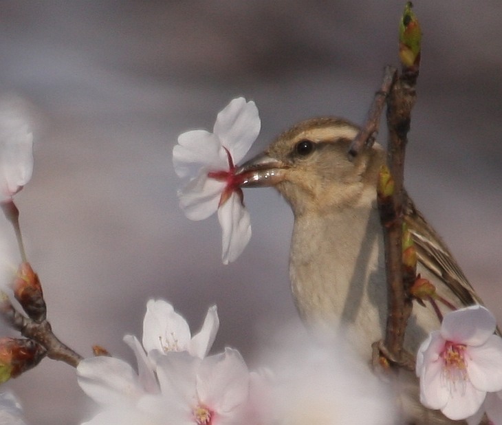 51 桜の花をくわえるスズメ 寝屋川の野鳥園 野鳥日記2