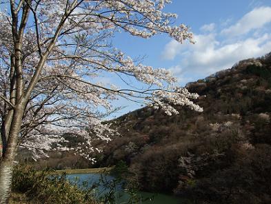 大野の桜_d0100462_19352260.jpg