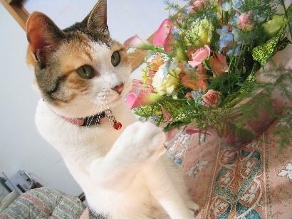 猫めくり カレンダーに応募したよ 谷戸のどんづまりで猫と暮らすの記