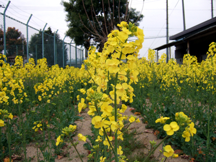 西淀川高校菜の花満開です_e0024067_9542753.jpg