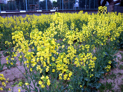 西淀川高校菜の花満開です_e0024067_9543897.jpg