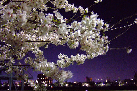 平和記念公園の桜_e0045768_23162749.jpg