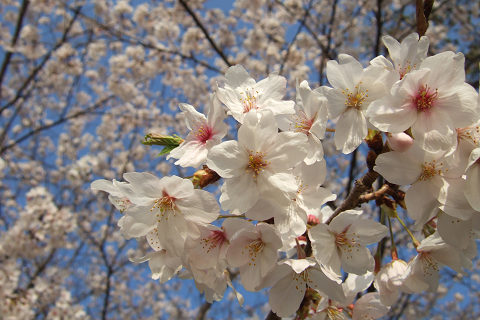 平和記念公園の桜_e0045768_2324986.jpg
