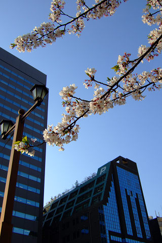 平和記念公園の桜_e0045768_2343129.jpg