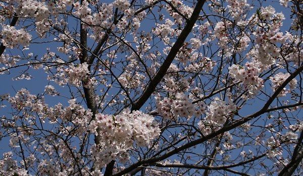 今年の桜って・・・・_d0030373_19584673.jpg