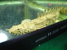 魚_c0138175_16483980.jpg