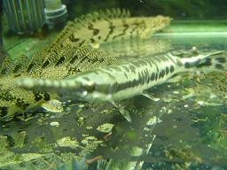 魚_c0138175_165556.jpg
