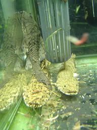 魚_c0138175_16592014.jpg