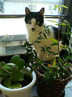 新鮮チャチャチャ_f0054677_657933.jpg