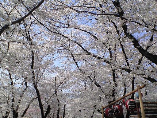 桜は平野_c0026178_2219567.jpg