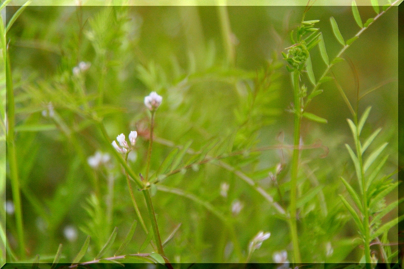 墓苑で花見。。_e0024081_16254456.jpg