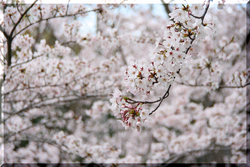 墓苑で花見。。_e0024081_1626239.jpg